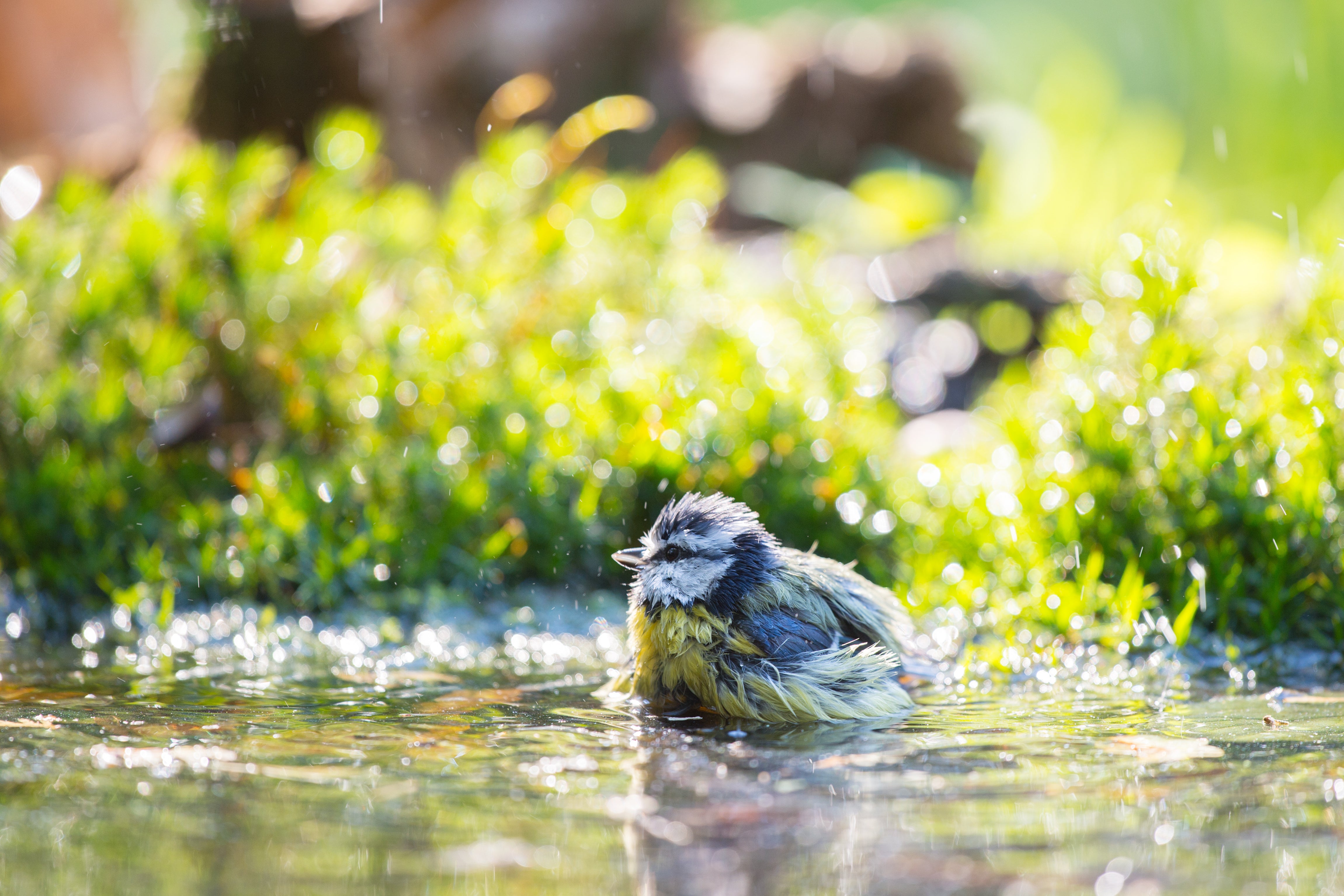 Quelles plantes pour un bassin naturel?