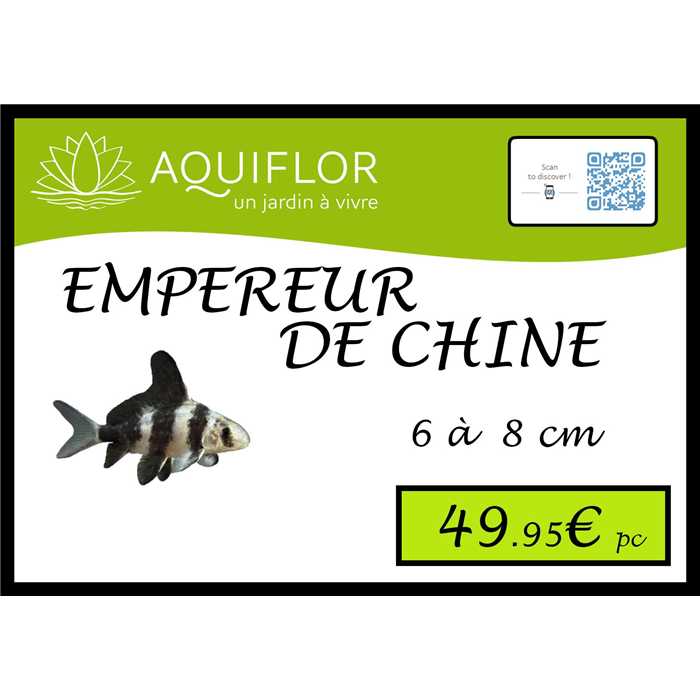 Mixocyprinus Asiaticus - Chinese keizer - 9 tot 12 cm