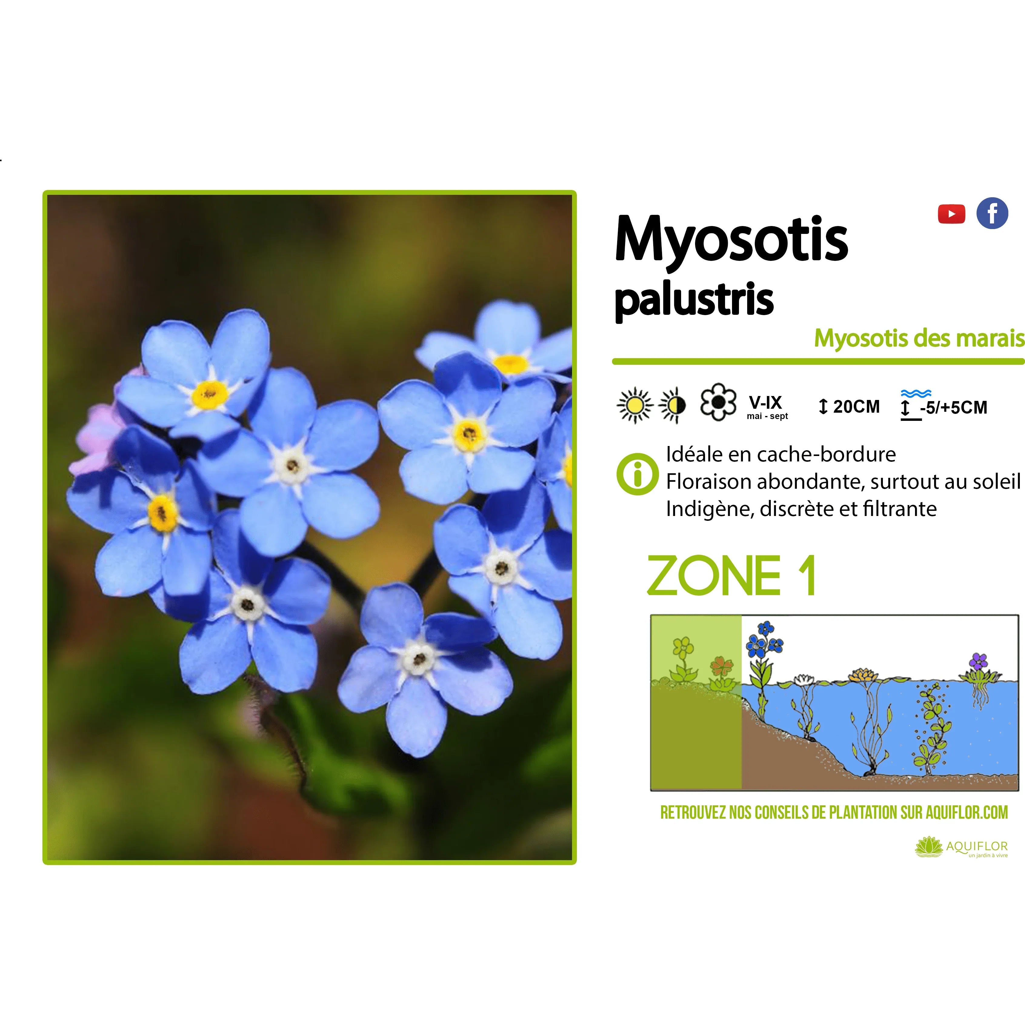 Aquigarden Myosotis Palustris - Myosotis des marais - Plantes de marais