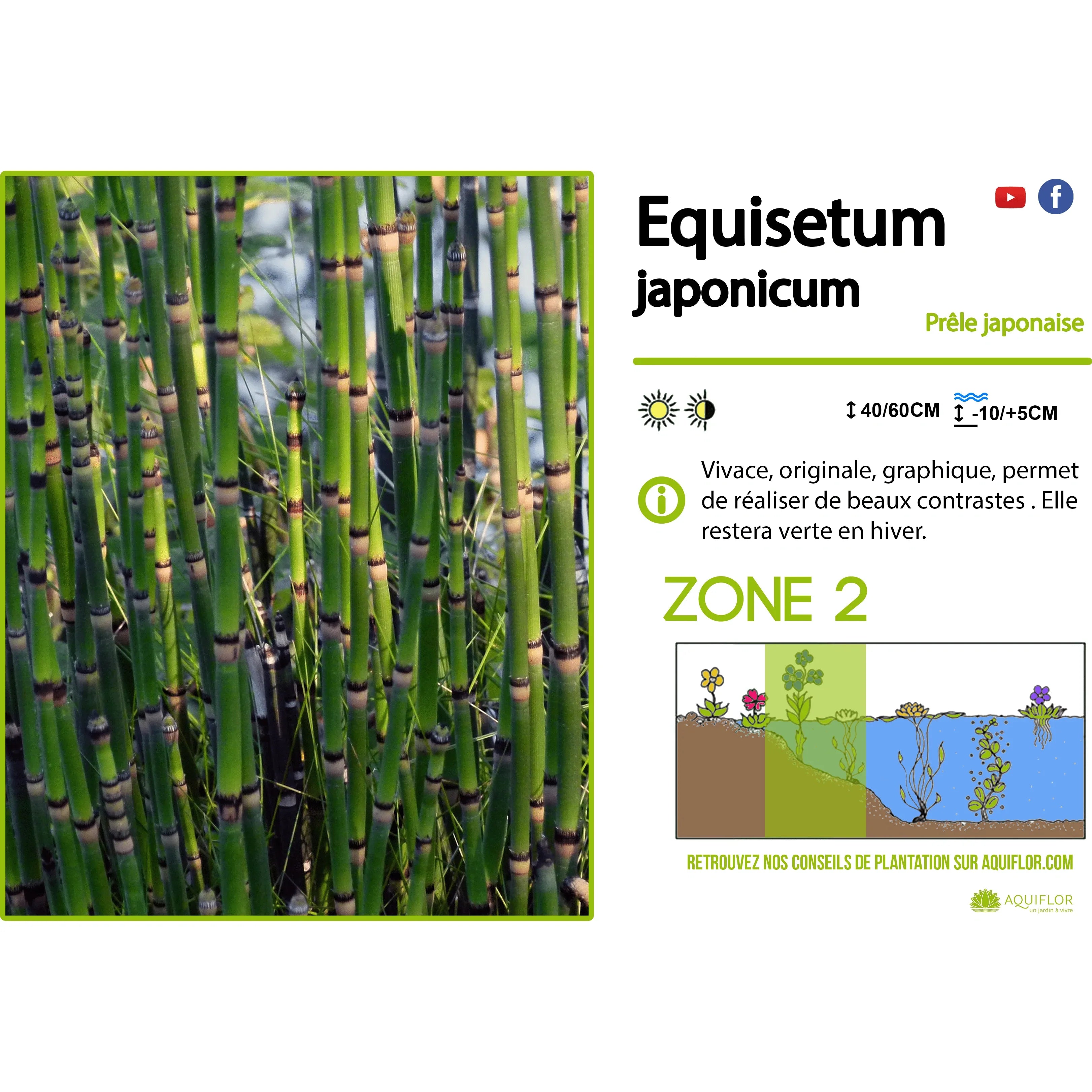 Aquipond Plantes aquatiques Equisetum japonicum - Prêle japonaise - Plante de berge