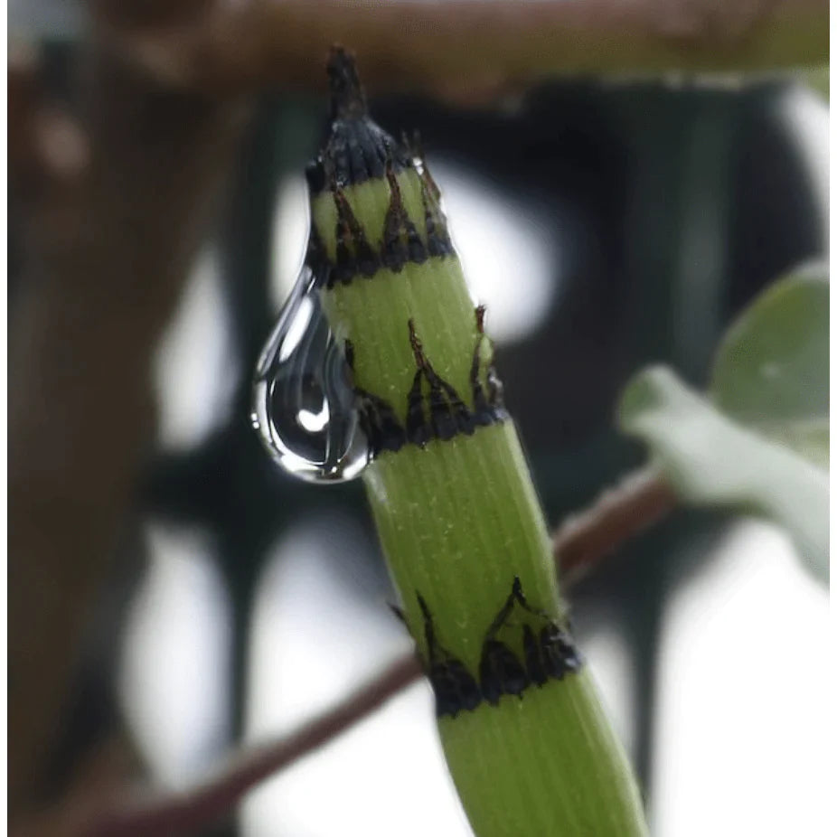 Aquipond Plantes aquatiques Equisetum japonicum - Prêle japonaise - Plante de berge