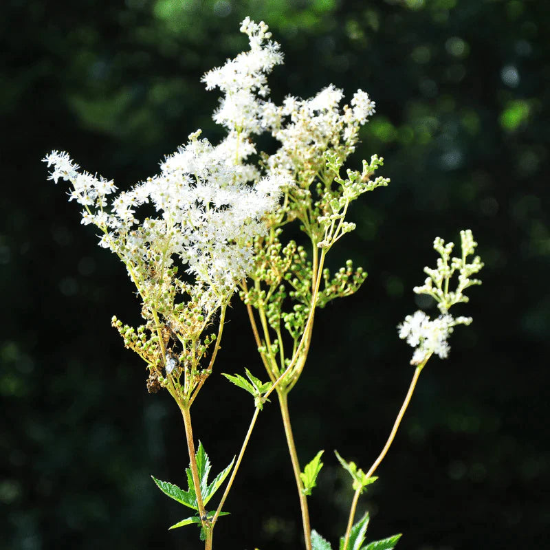 Aquipond Plantes aquatiques Filipendula Ulmaria - Grande Reine-des-prés - Plante de berge