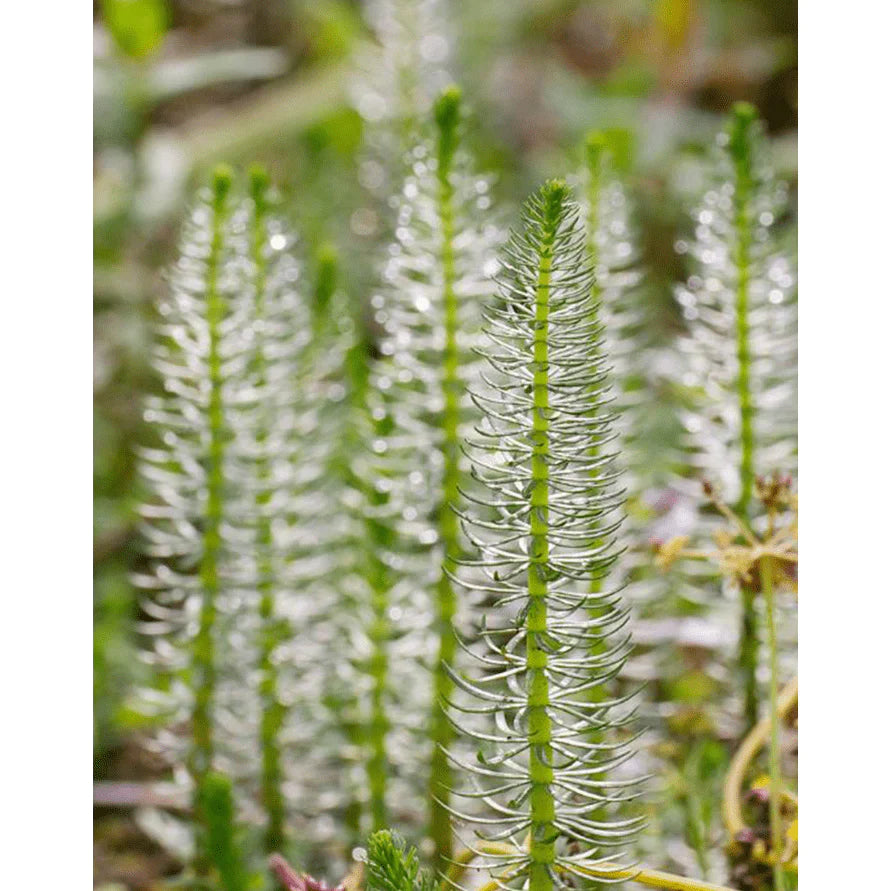 Aquipond Plantes aquatiques Hippuris Vulgaris - Pesse vulgaire d'eau - Plante oxygénante