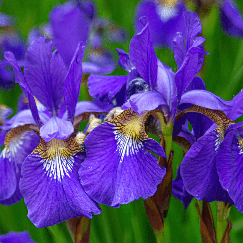 Aquipond Plantes aquatiques Iris Kaempfery Ruby King - Iris mauve/blanc - Plante de berge