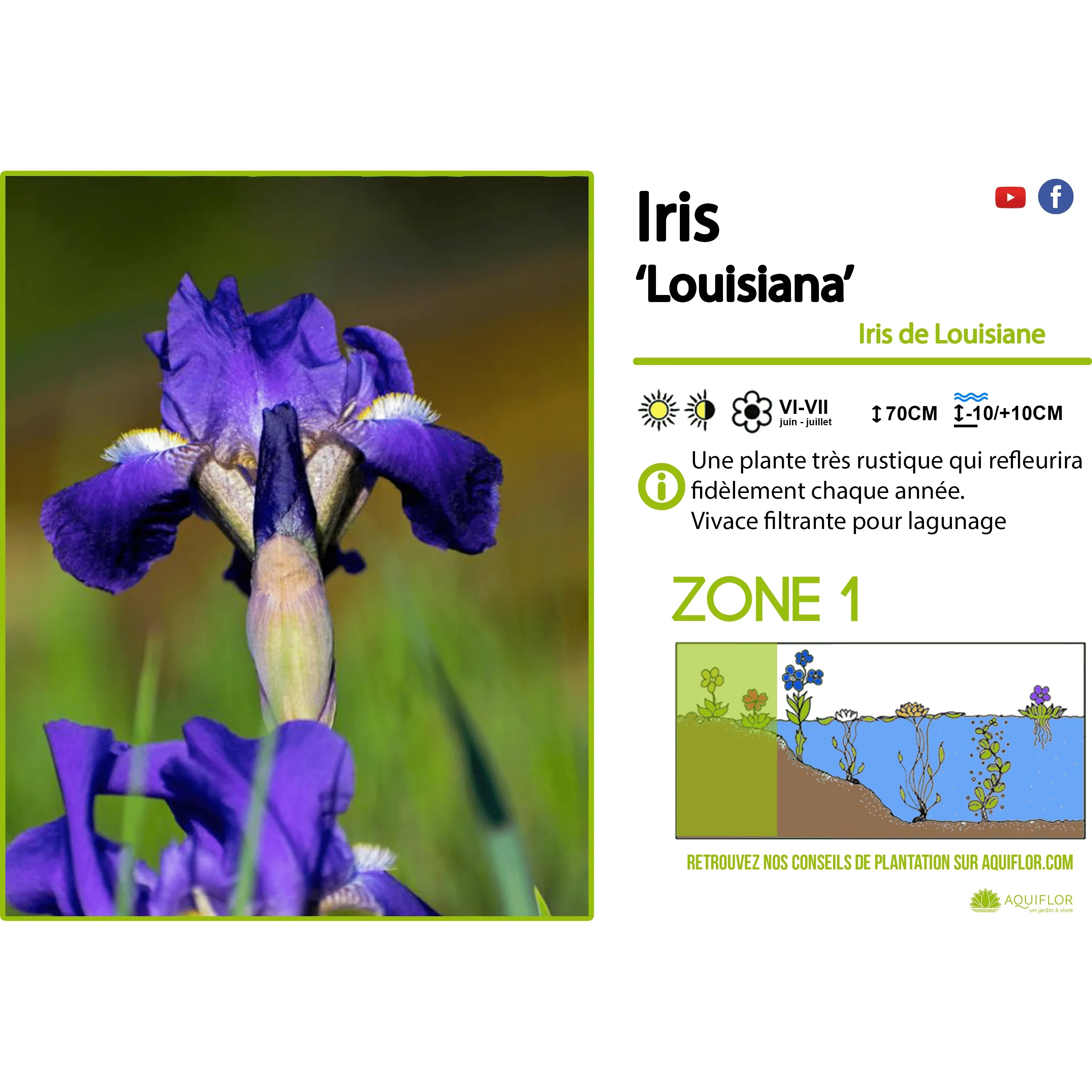 Aquipond Plantes aquatiques Iris Louisiana - Iris mauve de Louisiane - Plante de berge