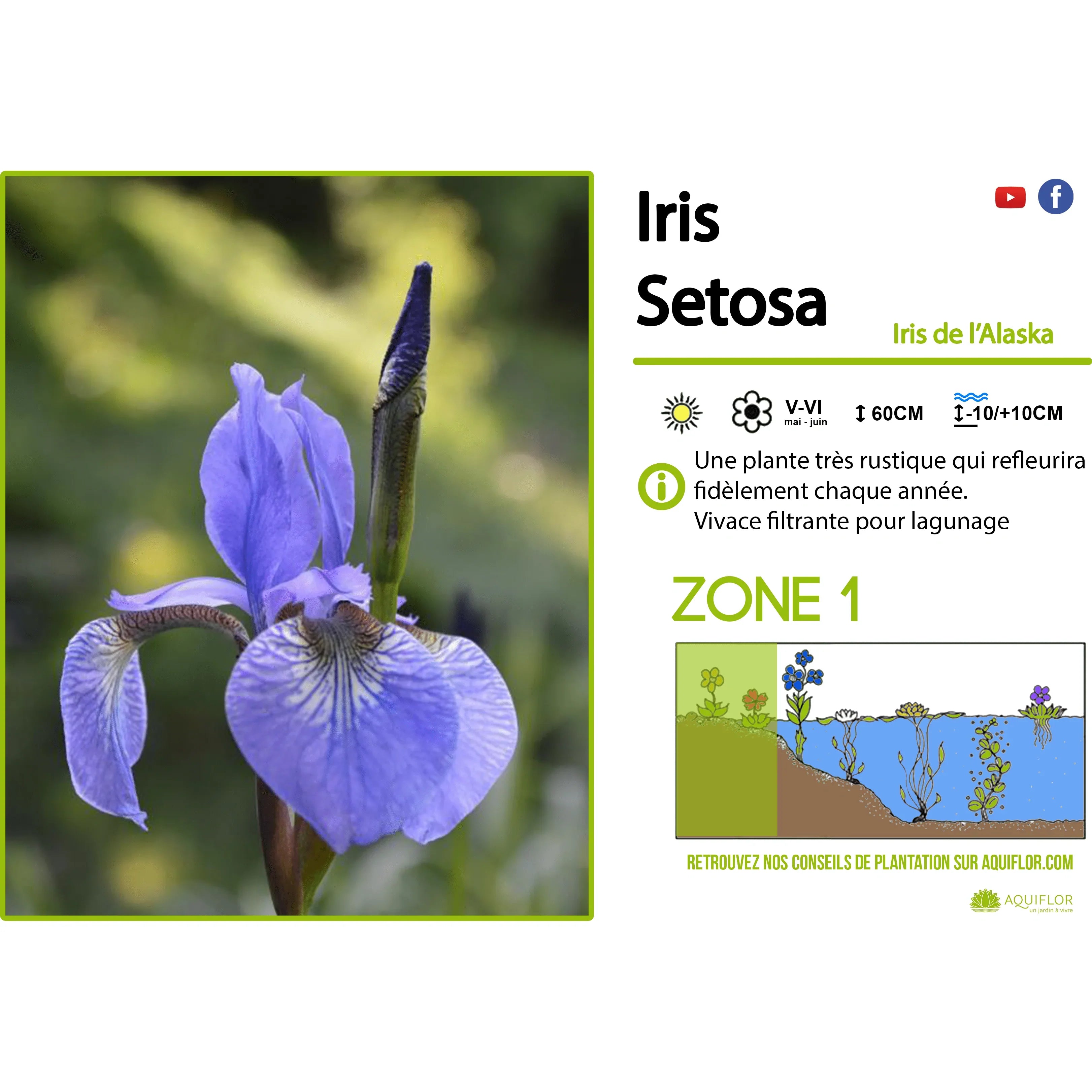 Aquipond Plantes aquatiques Iris Setosa - Iris de l'Alaska - Plante de berge