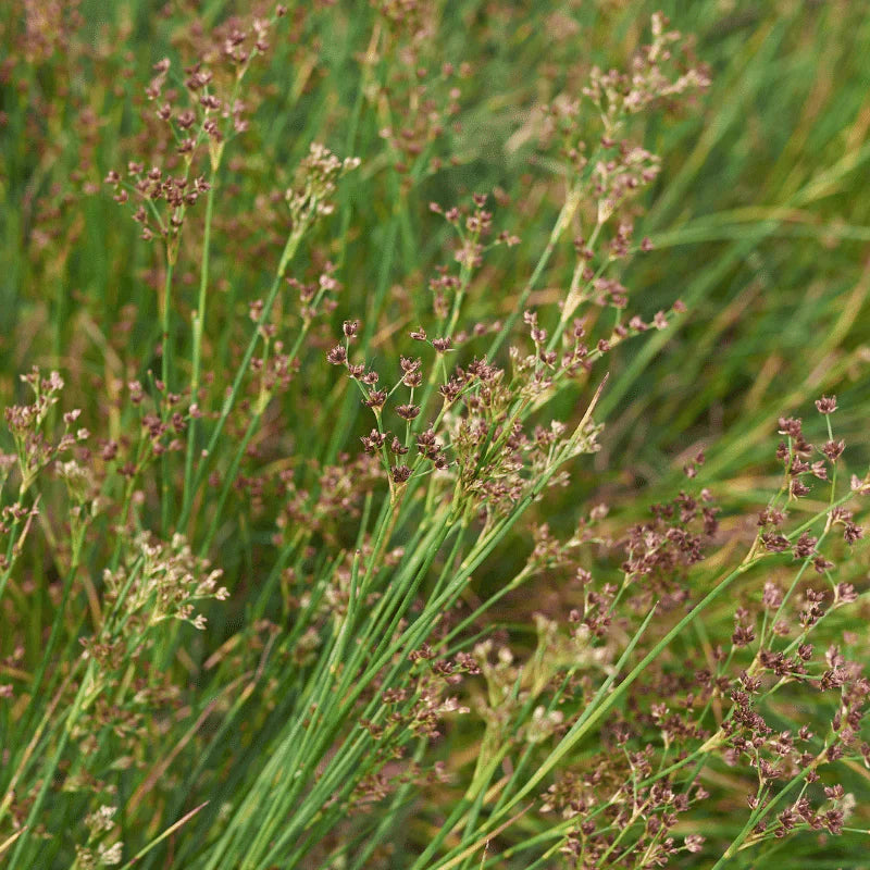 Aquipond Plantes aquatiques Juncus Ensifolius - Jonc nain - Plante de marais