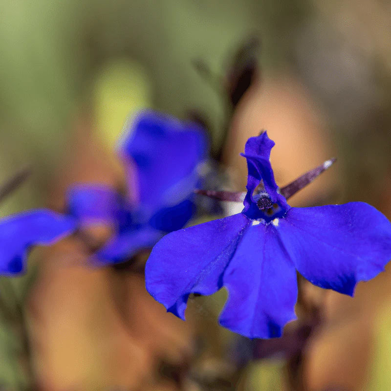 Aquipond Plantes aquatiques Lobelia Syphilitica - Grande lobélie - Plante de berges