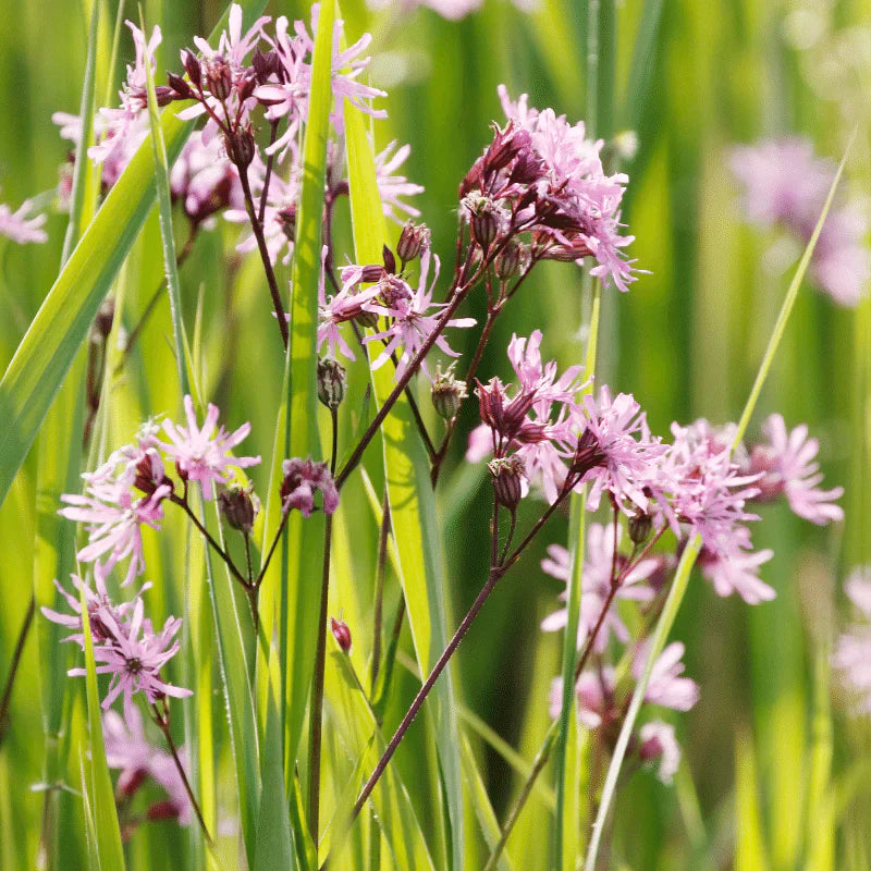 Aquipond Plantes aquatiques Lychnis Flos-Cuculi - Fleur de coucou/Œillet des prés - Plante de berges