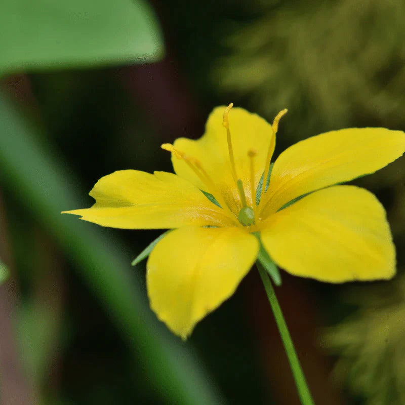 Aquipond Plantes aquatiques Lysimachia Nemorum - Lysimaque des bois - Plante de berges