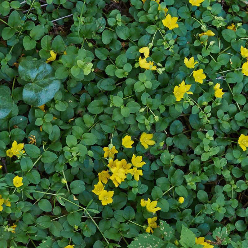 Aquipond Plantes aquatiques Lysimachia Nummularia - Herbe aux écus - Plante de berges