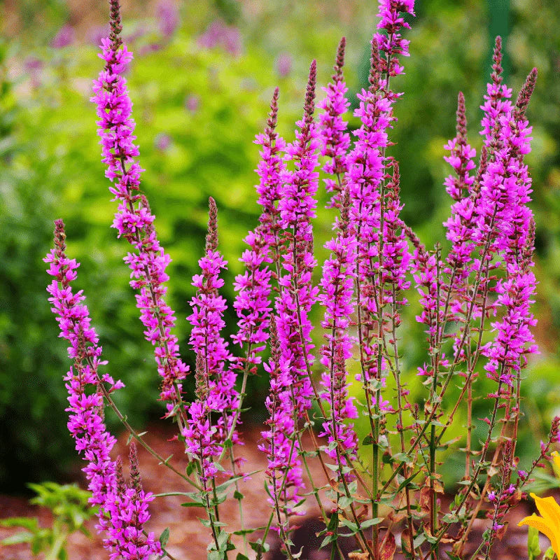 Aquipond Plantes aquatiques Lythrum Salicaria - Salicaire commune - Plante de berges