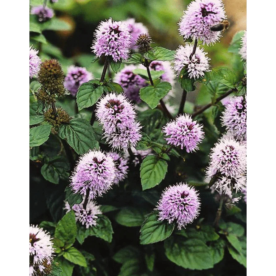 Aquipond Plantes aquatiques Mentha Aquatica - Menthe aquatique - Plante de berges