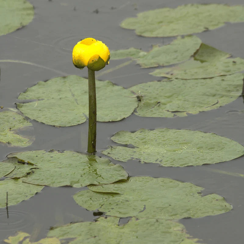 Aquipond Plantes aquatiques Nuphar Luteum - Jaunet d'eau - Plante zone profonde