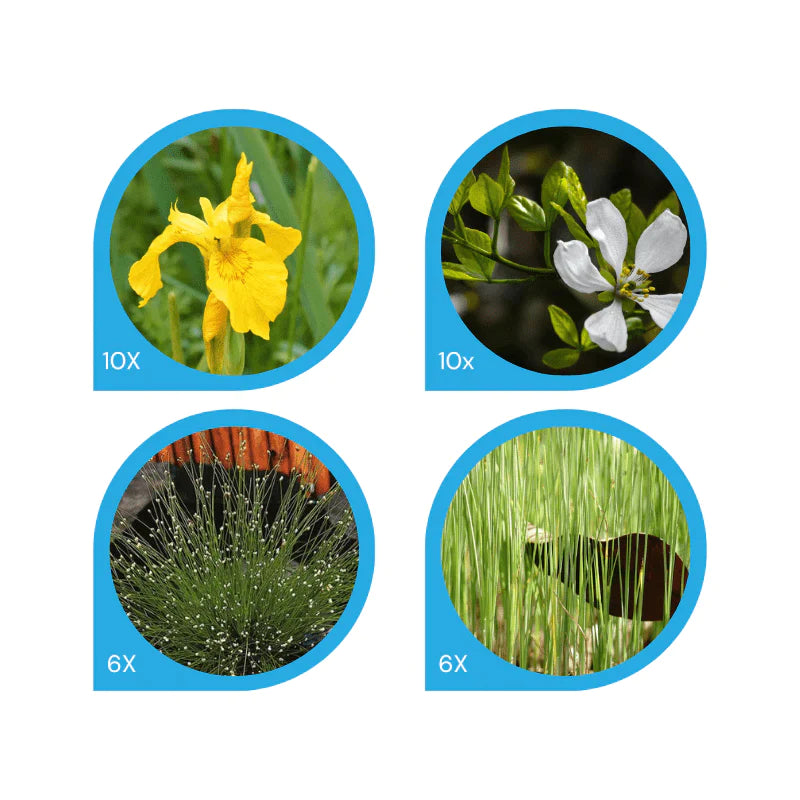 Aquipond Pack de plantes filtrantes - 32 plantes pour lagunage de environ 2m² PackLagune2