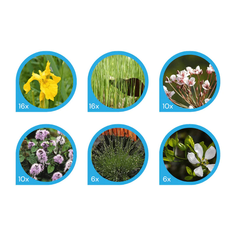 Aquipond Pack de plantes filtrantes - 64 plantes pour lagunage de environ 4m² PackLagune4