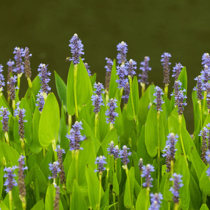 Aquipond Pontederia Lanceolata - Pontédérie à feuilles lancéolées - Plante immergée