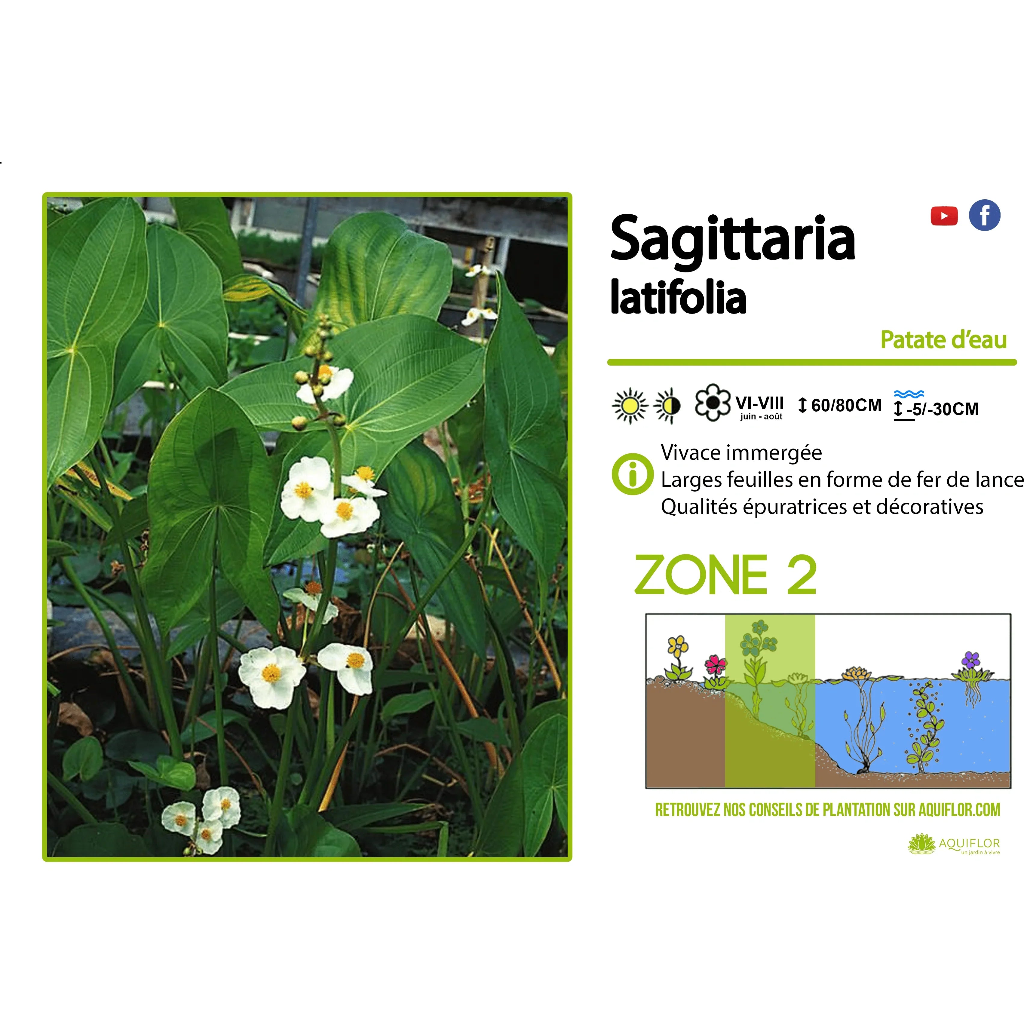 Aquipond Sagittaria Latifolia - Sagittaire latifoliée - Plante immergée