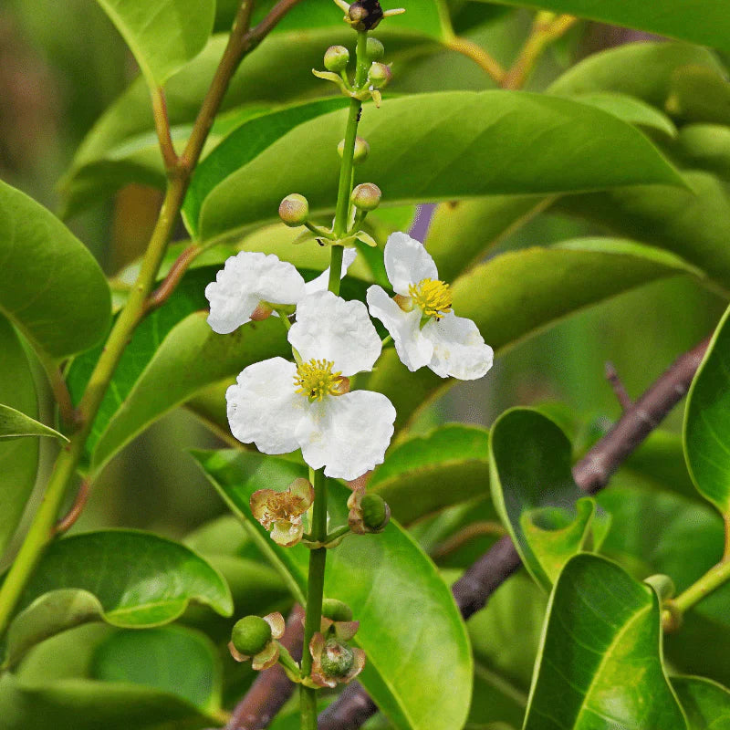 Aquipond Sagittaria Latifolia - Sagittaire latifoliée - Plante immergée