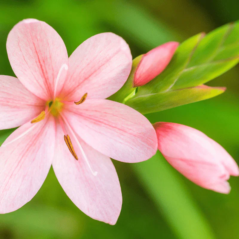 Aquipond Schizostylis Coccinea 'Mrs Hegarty' - Lis des cafres 'Mrs Hegarty' - Plante de berges