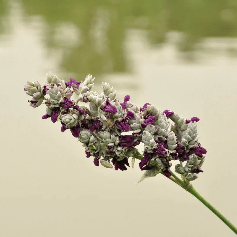 Aquipond Thalia Dealbata - Thalie blanche - Plante de berges