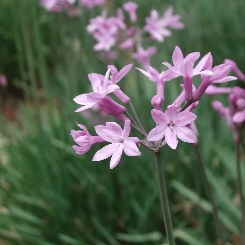 Aquipond Tulbaghia Violacea - Ail d'Afrique du Sud - Plante de berges