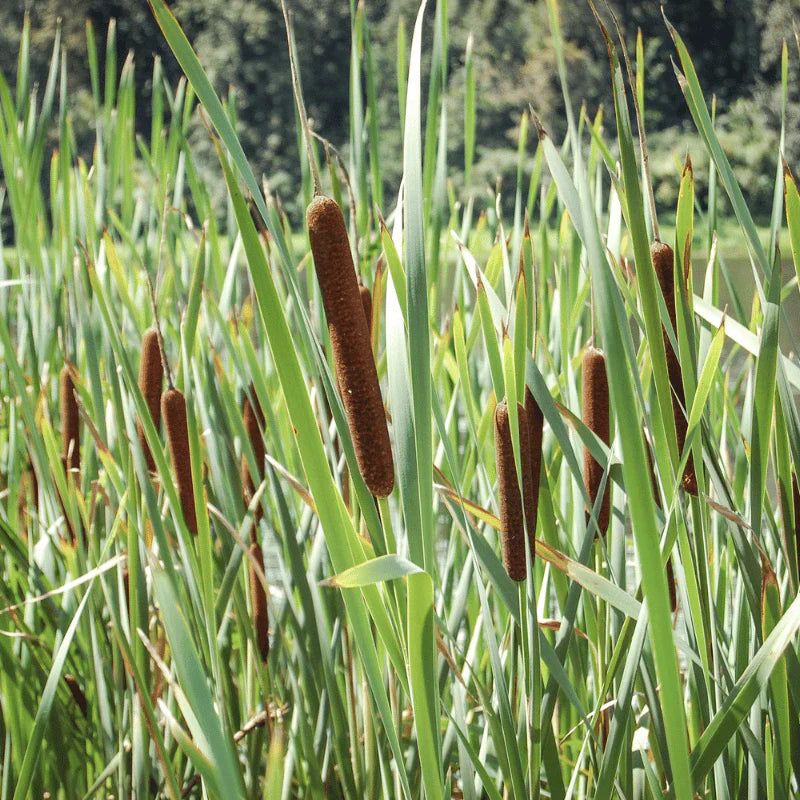 Aquipond Typha Laxmanii - Massette de Laxmann - Plante de berges