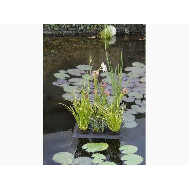 Velda Paniers de plantation Floating Plant Oasis - Ilot flottant pour y mettre 6 pots de plantes 8711921253773 127606